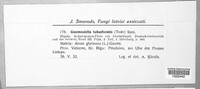 Gnomoniella tubaeformis image